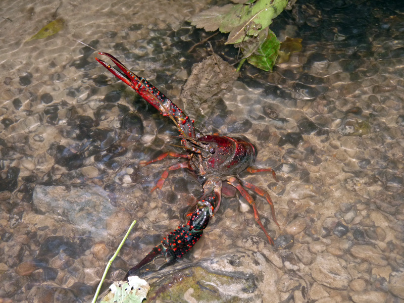 Procambarus clarkii